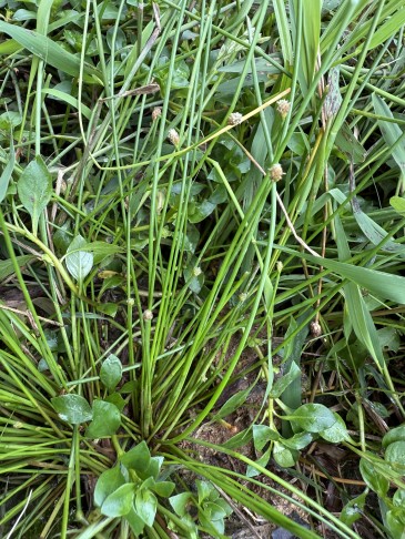 5-   kaum ein Stängel ist gerade, etliche liegen, Ähren klar unter 8 mm