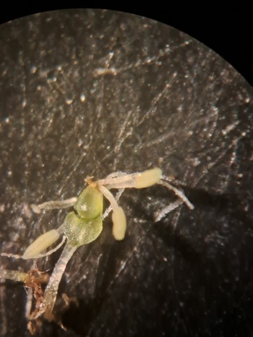 PFLANZE 6
3 Staubblätter. 
Bonfol, 03.09.2025