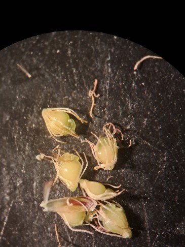 6_  Früchte noch jung, aber die Mehrzahl der Griffelpolster relativ schmal 
