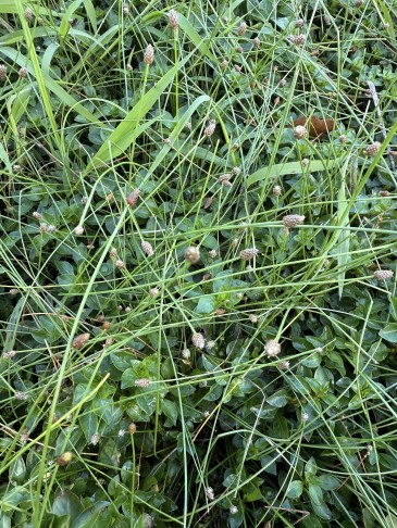 6_  Erscheinungsbild ähnlich 5
--> trotz 3 Staubblättern ovata?