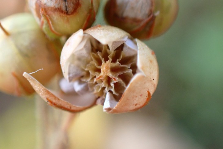 Offene Kapsel: Samen kantig, weisslich; Kelchblätter am Rand mit einer roten Linie. Gampelen (BE), 28.10.2025