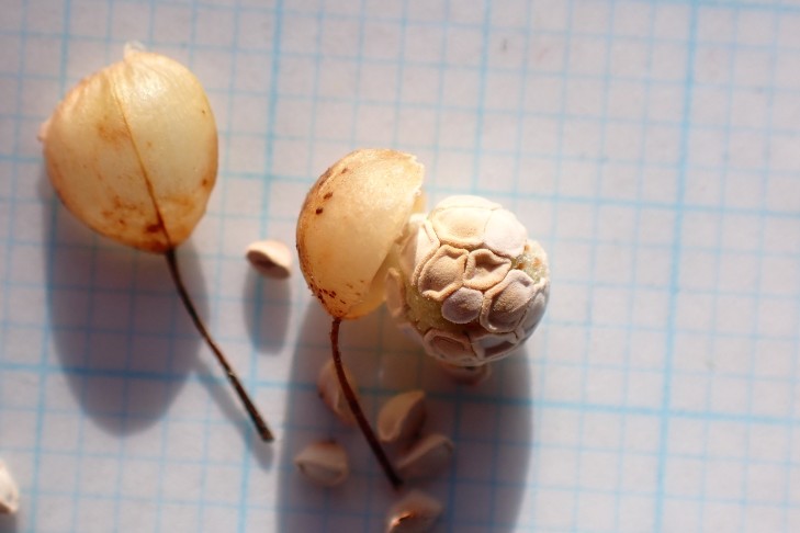 Reife, von Hand geöffnete Kapsel. Gampelen (BE), 28.10.2025