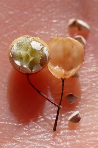 Reife, von Hand geöffnete Kapsel. Gampelen (BE), 28.10.2025