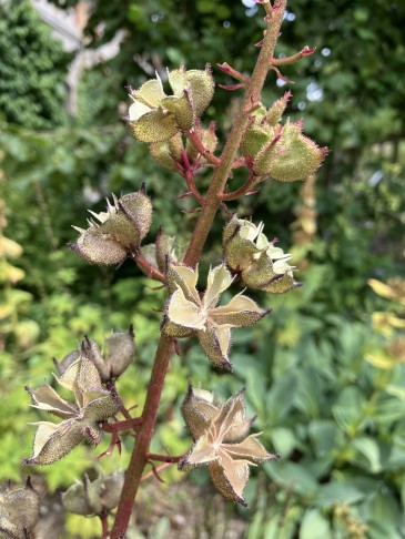 Fruchtstand mit mehrheitlich leeren Kapseln
