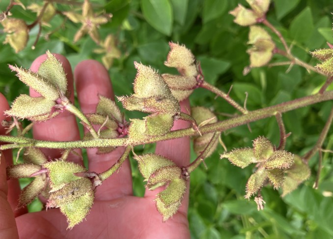 mehrheitlich noch geschlossene Sammelbalgfrüchte