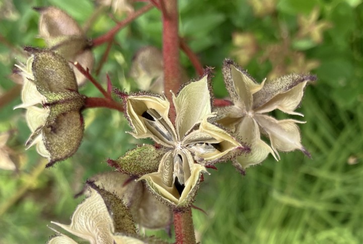 in der Bildmitte befindet sich eine Kapsel mit einem leeren und einem geschlossenen Fach und drei Fächern mit gespanntem Mesokarp und 3 Samen darin