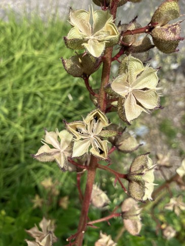 in der Bildmitte eine Kapsel mit drei angespannten Mesokarpien