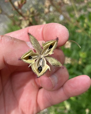 Aufsicht der fünffächrigen Kapsel