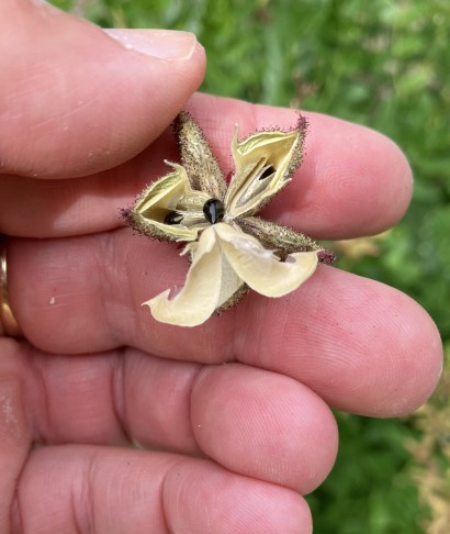 unten ein Mesokarp im Moment des Abspringens
