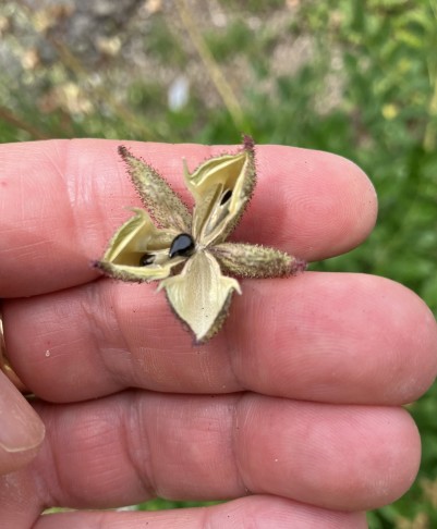 einer der drei Samen ist dabei liegengeblieben
