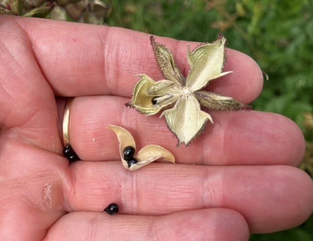 die aufgelesenen, herausgeschleuderten Teile