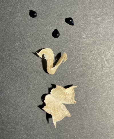 alle Teile eines Kapselfachs