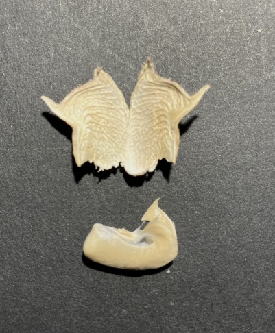 an der Bauchnaht aufgeklapptes Kapselfach und herauspräpariertes noch geschlossenes Mesokarp