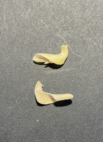 die hornartig verkrümmten auseinandergebrochenen Hälften des Mesokarps nach dem Schleudervorgang