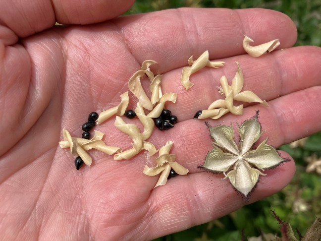 leere fünffächrige Kapsel und herausbeförderte Mesokarpien und Samen