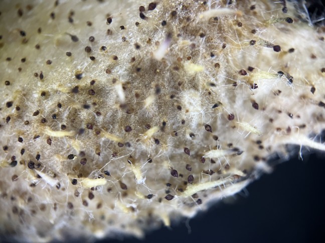 Lupenaufnahme: Aussenseite der Kapsel mit Drüsen