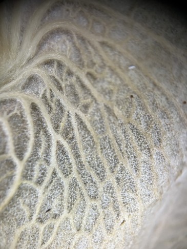 Lupenaufnahme: Innenseite der Kapsel