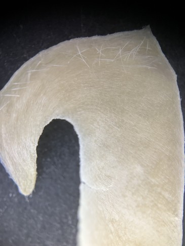 Lupenaufnahme des Mesokarps