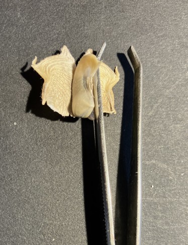 mit Pinzette abgehobenes Mesokarp