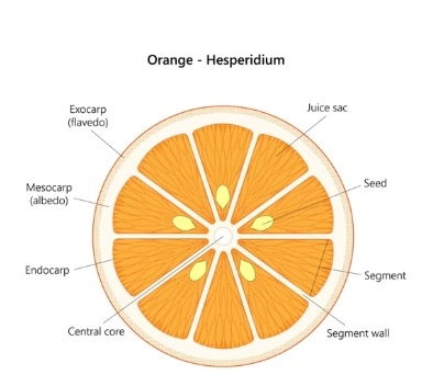 zum Vergleich: die Frucht der Orange stellt ein Hesperidium bzw. eine Endokarpbeere  (=Panzerbeere) dar