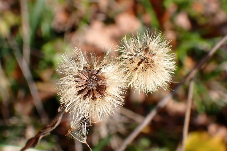 Art 1. Mont Vully (FR), 18.11.2025