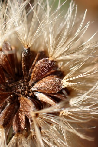 Art 1. Reife Früchte braun, behaart. Mont Vully (FR), 18.11.2025