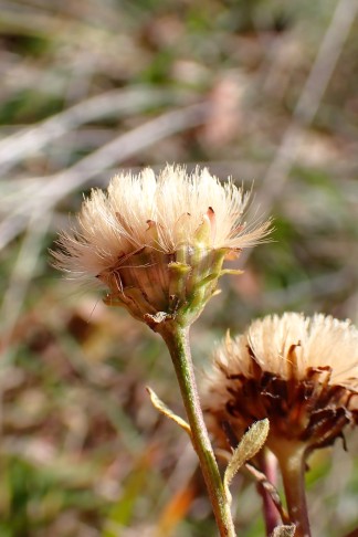 Art 1. Mont Vully (FR), 18.11.2025