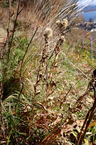 Art 1. Fruchtende Pflanzen. Mont Vully (FR), 18.11.2025