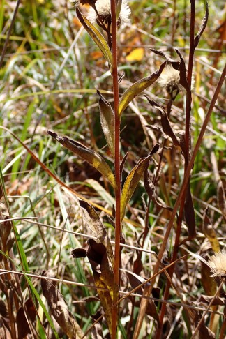 Art 1. Blätter wechselständig. Mont Vully (FR), 18.11.2025
