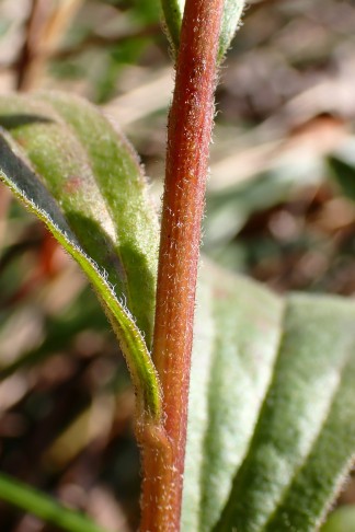 Art 1. Stängelblätter sitzend. Mont Vully (FR), 18.11.2025