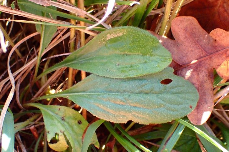 Art 1. Grundständige Blätter gestielt. Mont Vully (FR), 18.11.2025