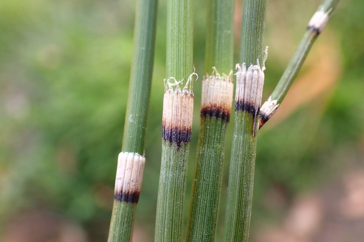 Untere Blattscheiden des Schachtelhalms. Mont Vully (FR), 19.11.2025