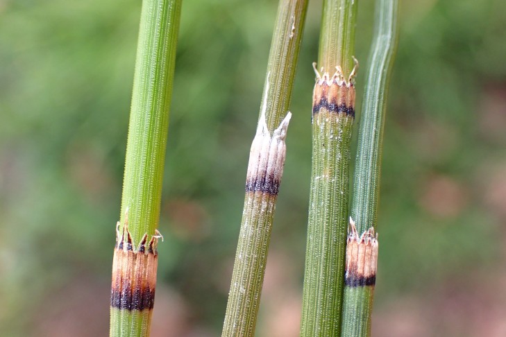 Obere Blattscheiden. Mont Vully (FR), 19.11.2025