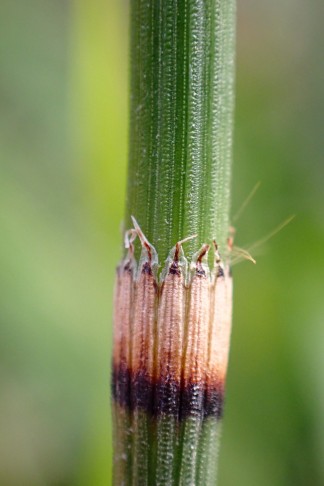 Zähne mit einen deutlichen, weissen Rand. Vully (FR), 19.11.2025