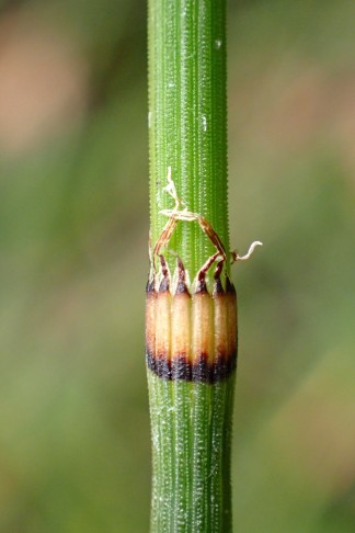 Mont Vully (FR), 19.11.2025