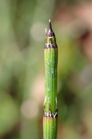 Sprossspitze; leider waren alle Sprosse steril. Mont Vully (FR), 19.11.2025