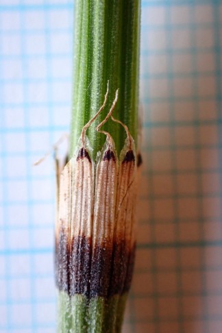 Untere Blattscheiden alle weiss bis hellgrau, am Grund mit einem dunklen Band. Mont Vully (FR), 19.11.2025