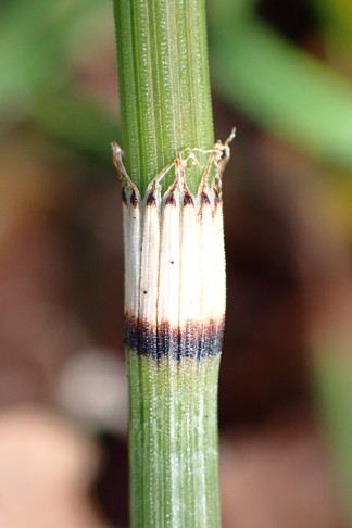 Mont Vully (FR), 19.11.2025