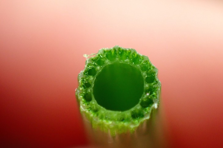 Anteil der Zentralhöhle am Durchmesser der Sprossinternodien: ca. 2/3. Mont Vully (FR), 22.11.2025