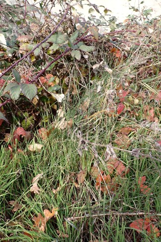 Zwischen Brombeeren am Fuss eines Felsens wachsend.... Mont Vully (FR), 19.11.2025