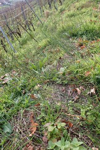 ... und hangabwärts am Rand eines Rebberges. Mont Vully (FR), 19.11.2025