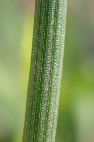 Silikathöcker auf den Sprossrippen horizontal verwachsen? Mont Vully (FR), 19.11.2025