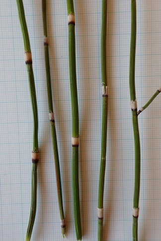 Sprosse 2 bis gut 3 mm breit. Mont Vully (FR), 22.11.2025