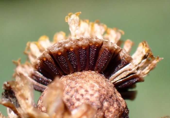 Quiz-Art; Fundort: Feldrand; Allmendingen b. Bern. 23.07.2025