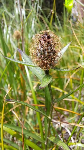Centaurea rhaetica hat zweifellos dunkelbraune Anhängsel, 04.07.2023
