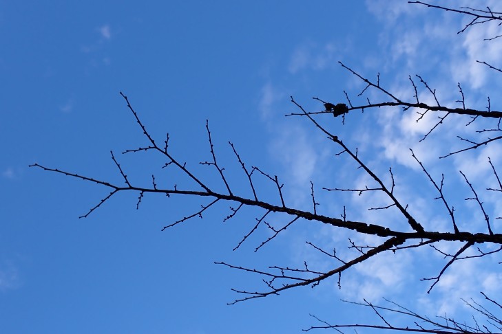 Räsel-Art. Interlaken (BE), 10.12.2025