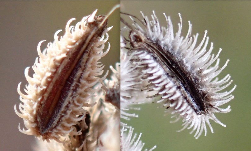 Links: Mont Vully (FR), 11.12.2025; rechts: La Neuveville (BE), 4.11.2025