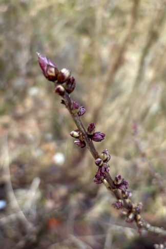 01.02.2026 Sigriswil