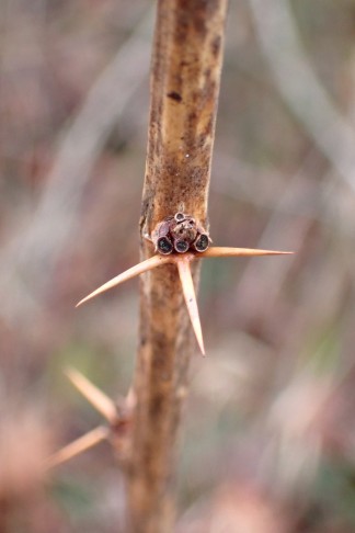 ... resp. am Ende des Sprosses sind die Laubblätter auf 3 Dornen reduziert. Lyss (BE), 05.02.2026