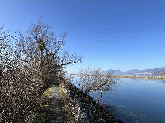 Zihlkanal, Neuenburgersee. Die meisten Weissen Misteln (Viscum album) wachsen weit oben – ein paar gibts aber auf Augenhöhe zu bestaunen. 27.02.2026